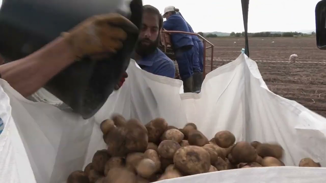 La apuesta por la calidad sostiene el precio de la patata de A Limia