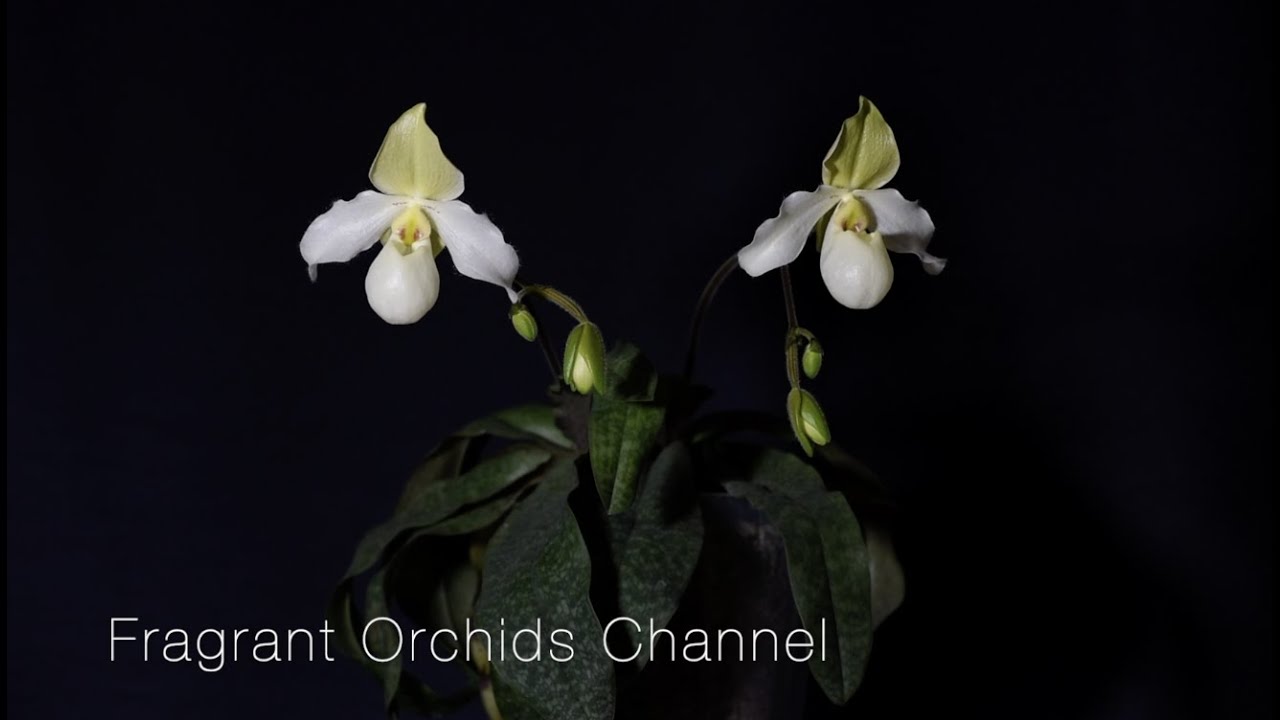 Paphiopedilum Deperle (Paphiopedilum primulinum &times; Paphiopedilum delenatii, registered  in 1980).