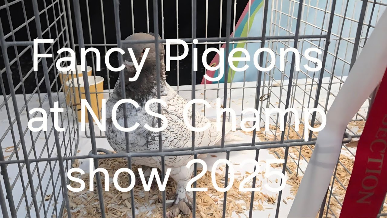 Fancy Pigeons at NCS Champ show 2025