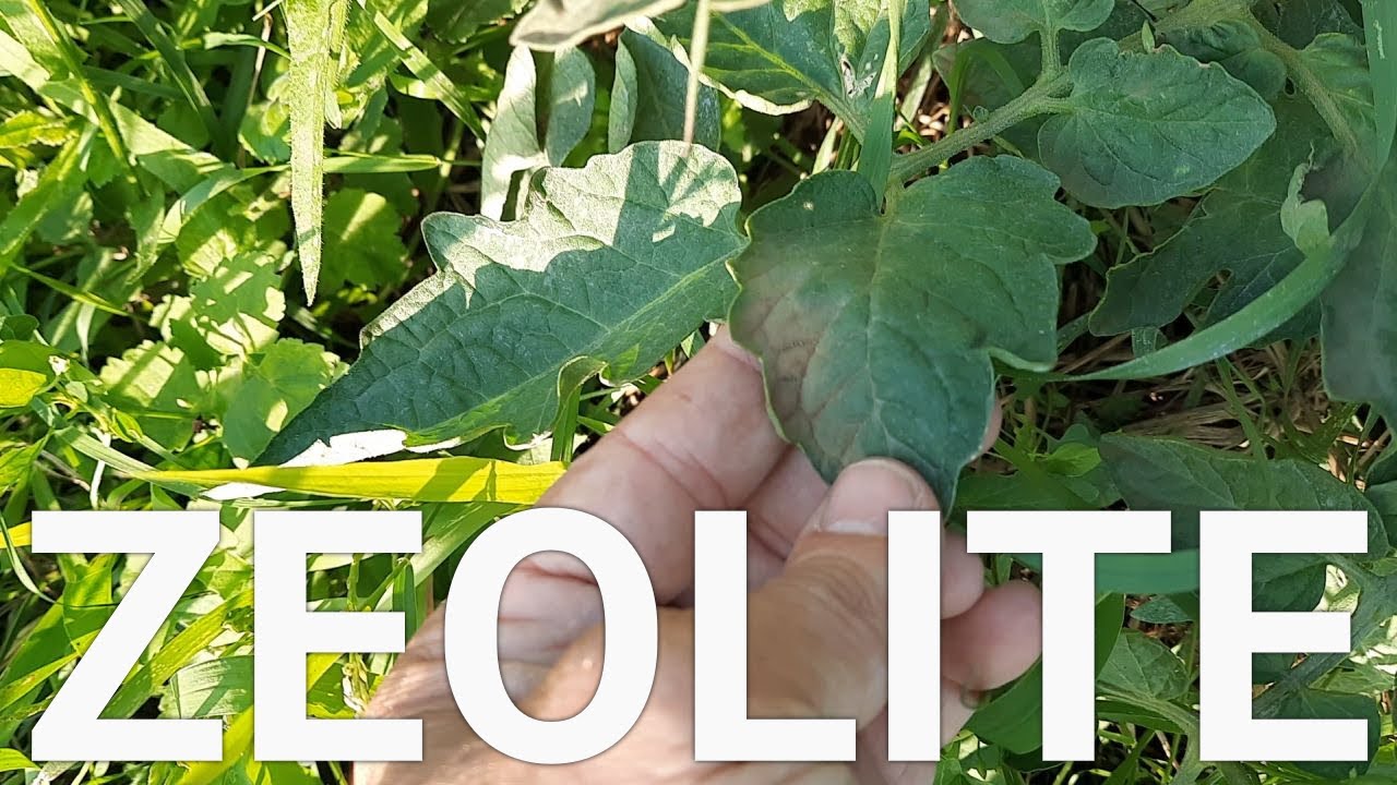 ZEOLITE nell'orto! Per peronospora e cimici sui pomodori!