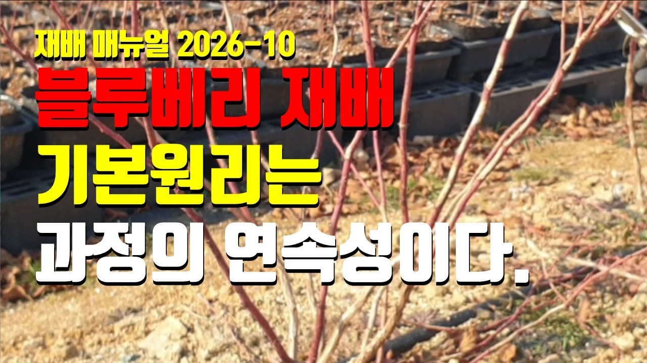 블루베리 재배 기본 원리, 블루베리 열매는 근권 환경과 수분 영양 관리 광합성의 결과 연속적인 과정의 산물이다.