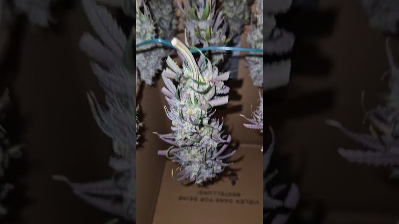 🔹️🍣 Blue Zushi by @DutchPassionAmsterdam  #cannabisdaily #growerscommunity #homegrown