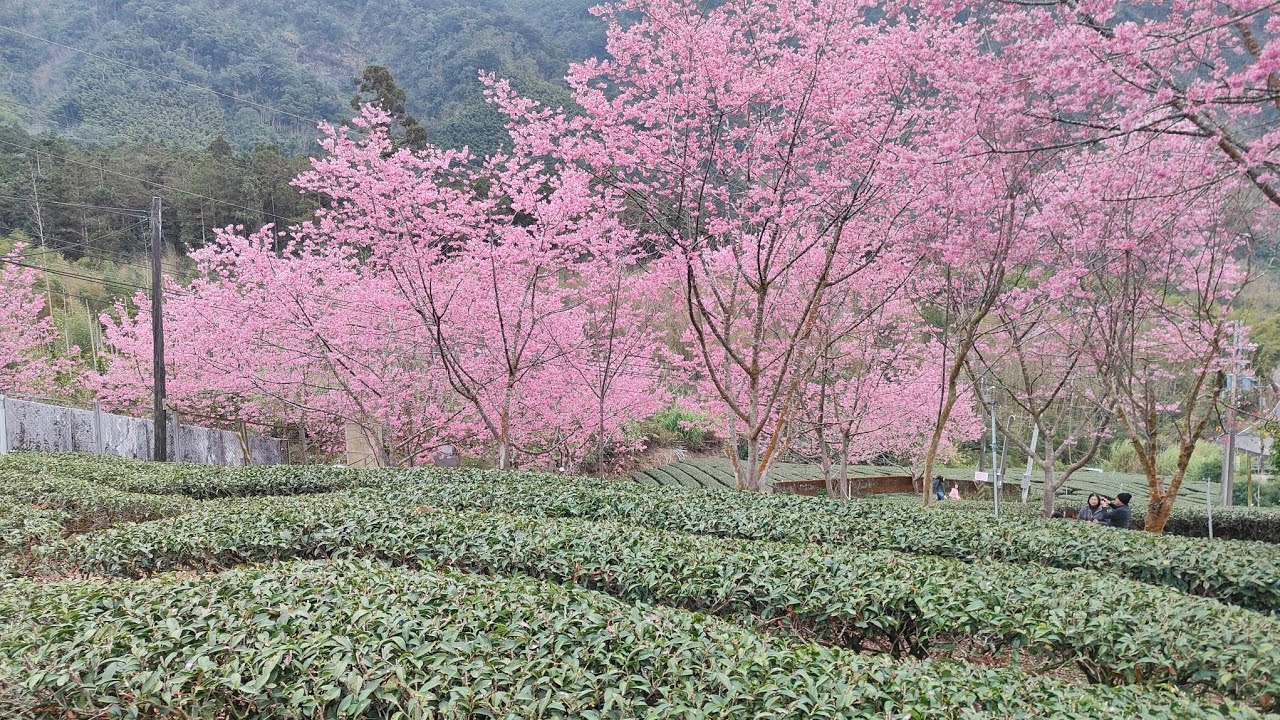 石棹中興製茶所