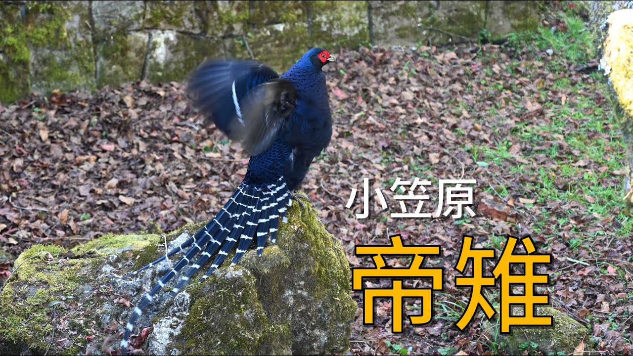 小笠原帝雉(一)4K|Mikado Pheasant in Alishan #1