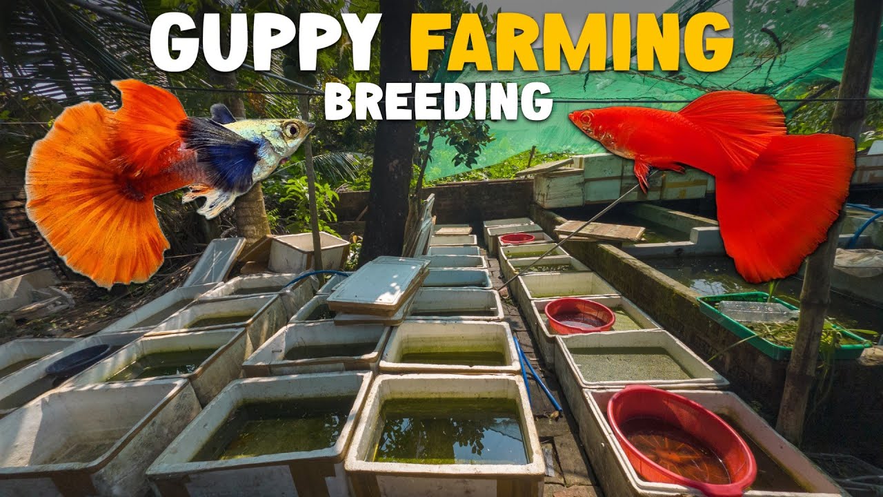 How To Start Guppy Fish Farm - Ep 2 | Guppy Breeding Setup