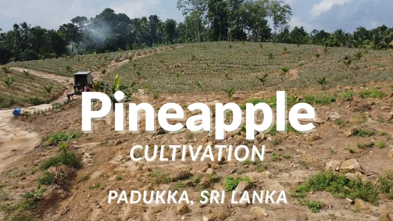 Pineapple cultivation at Padukka, Sri Lanka | අන්නාසි වගාව