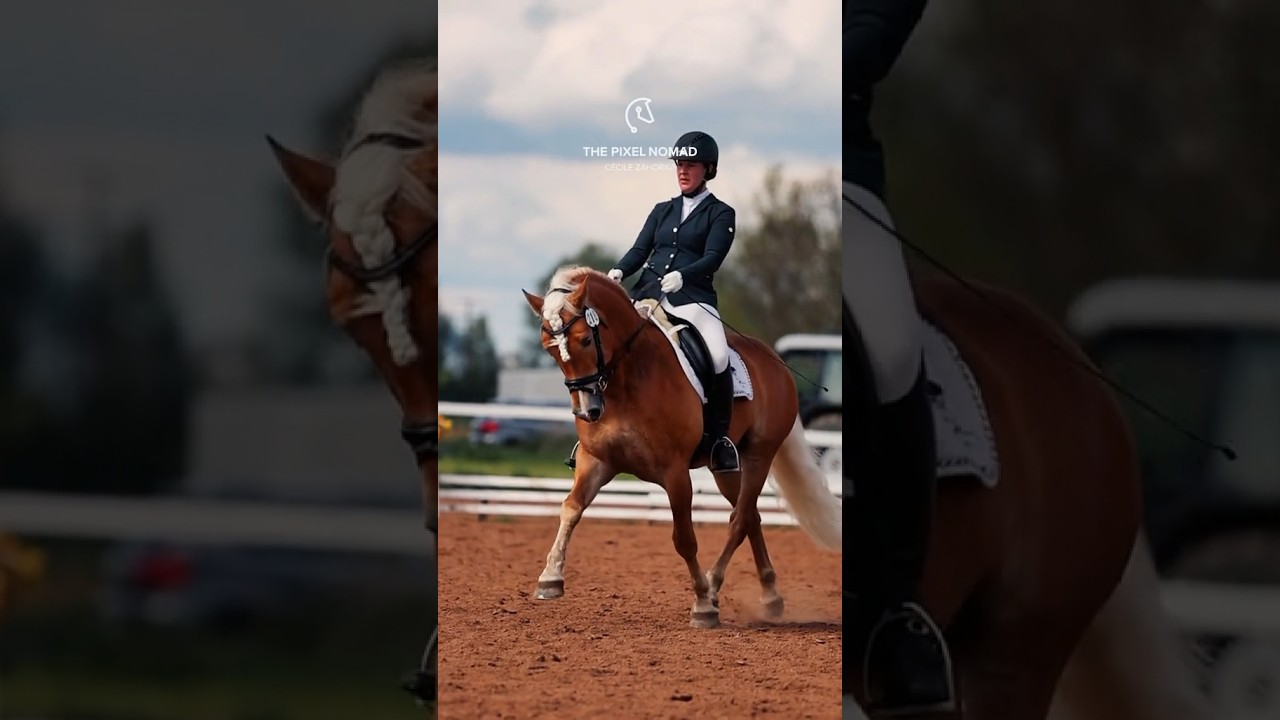 Stunning Haflinger in Dressage competition 🔥 #horses #cheval #pferd #equestrian #haflinger #dressur