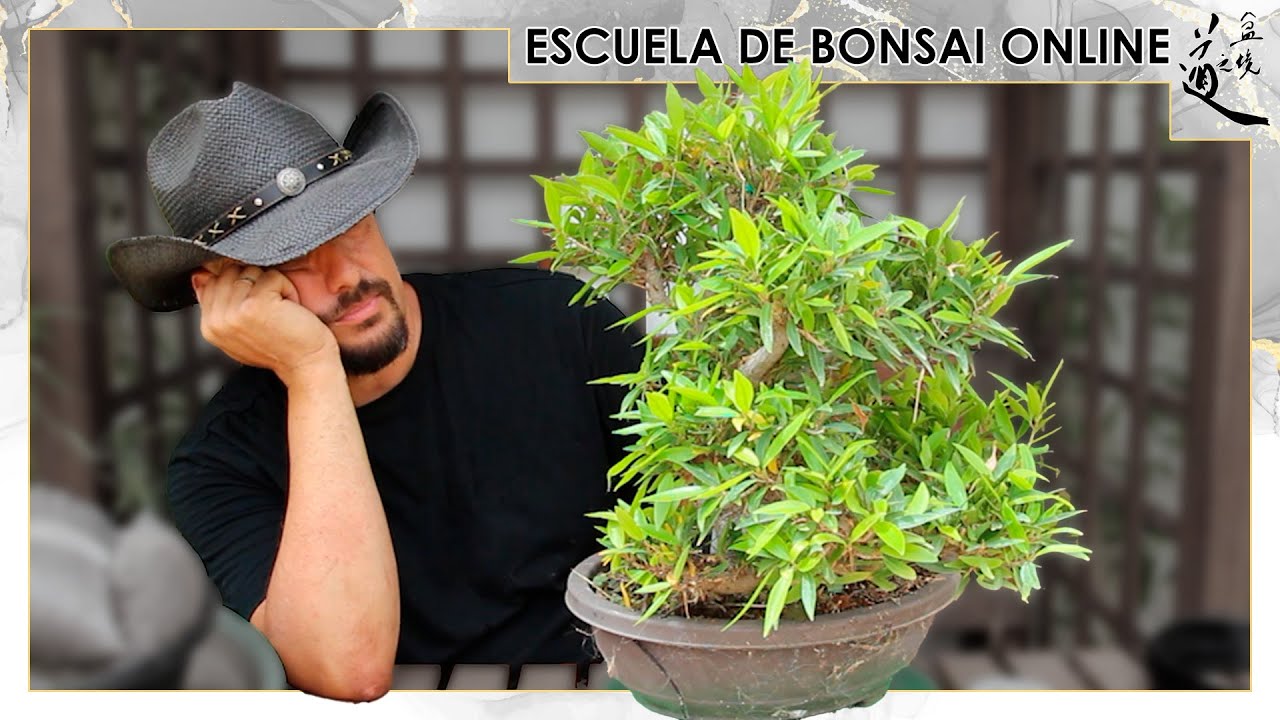 GRATIS hago gran Bonsai desde Acodo sin gastar ni un euro