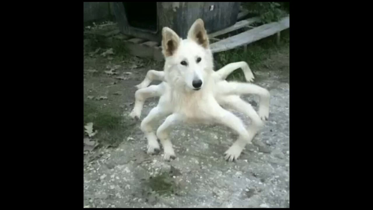 Cursed dog images