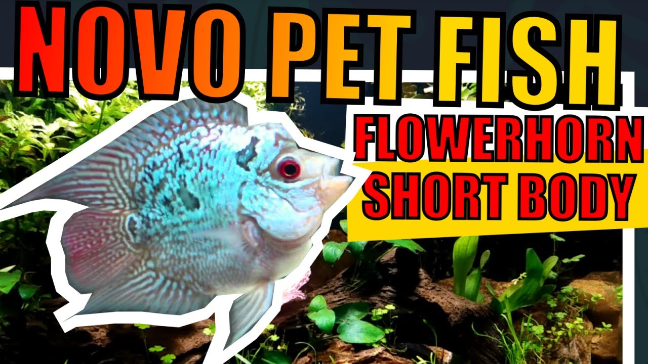 🔴MONTEI UM AQUÁRIO DE FLOWERHORN SHORT BODY (MONTAGEM DE AQUÁRIO PETFISH) |Mr. Betta|