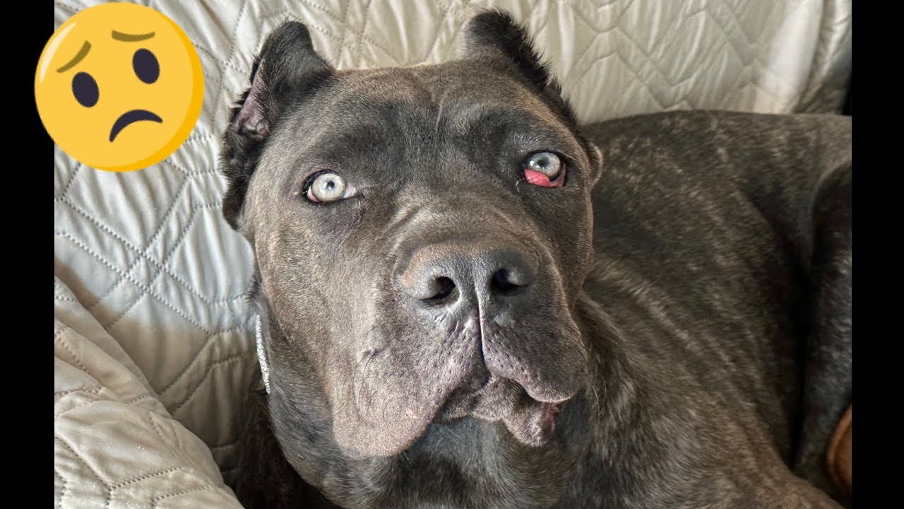 CANE CORSO Puppy has CHERRY EYE AGAIN!