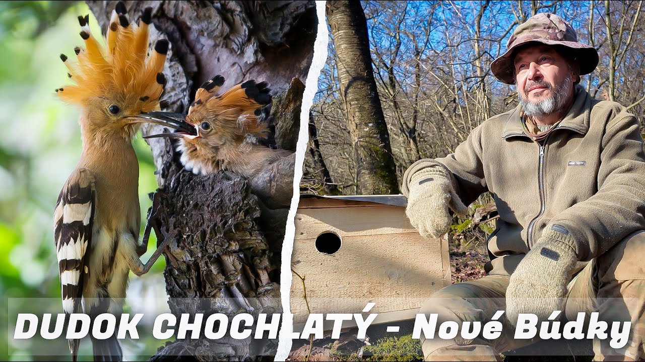 Dudok chochlatý - Nové búdky s Vlastom