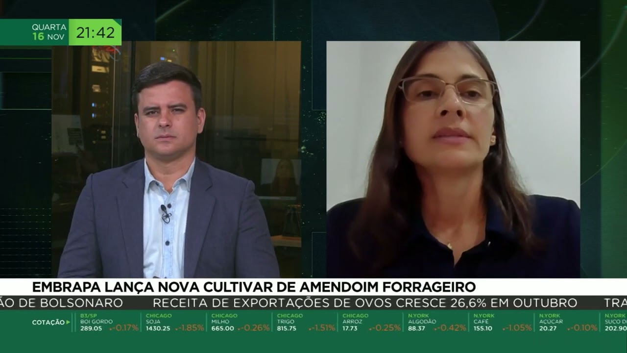 Embrapa lança nova cultivar de amendoim forrageiro