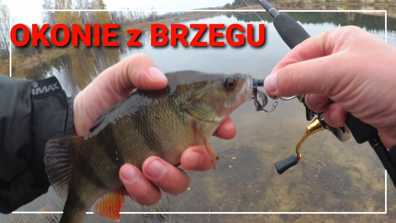 Okonie na spining # Łowienie okoni z brzegu # Wędkarstwo spiningowe 2020