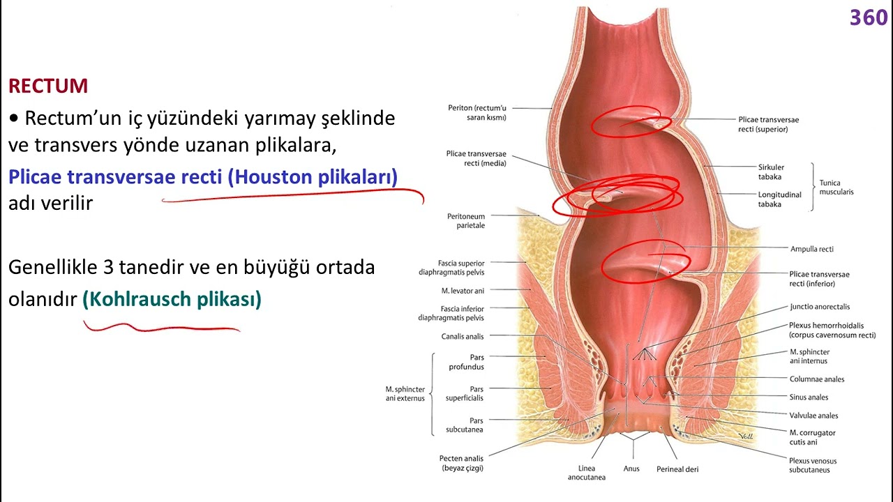 Kalın barsaklar, Rektum ve Anal Kanal Anatomisi