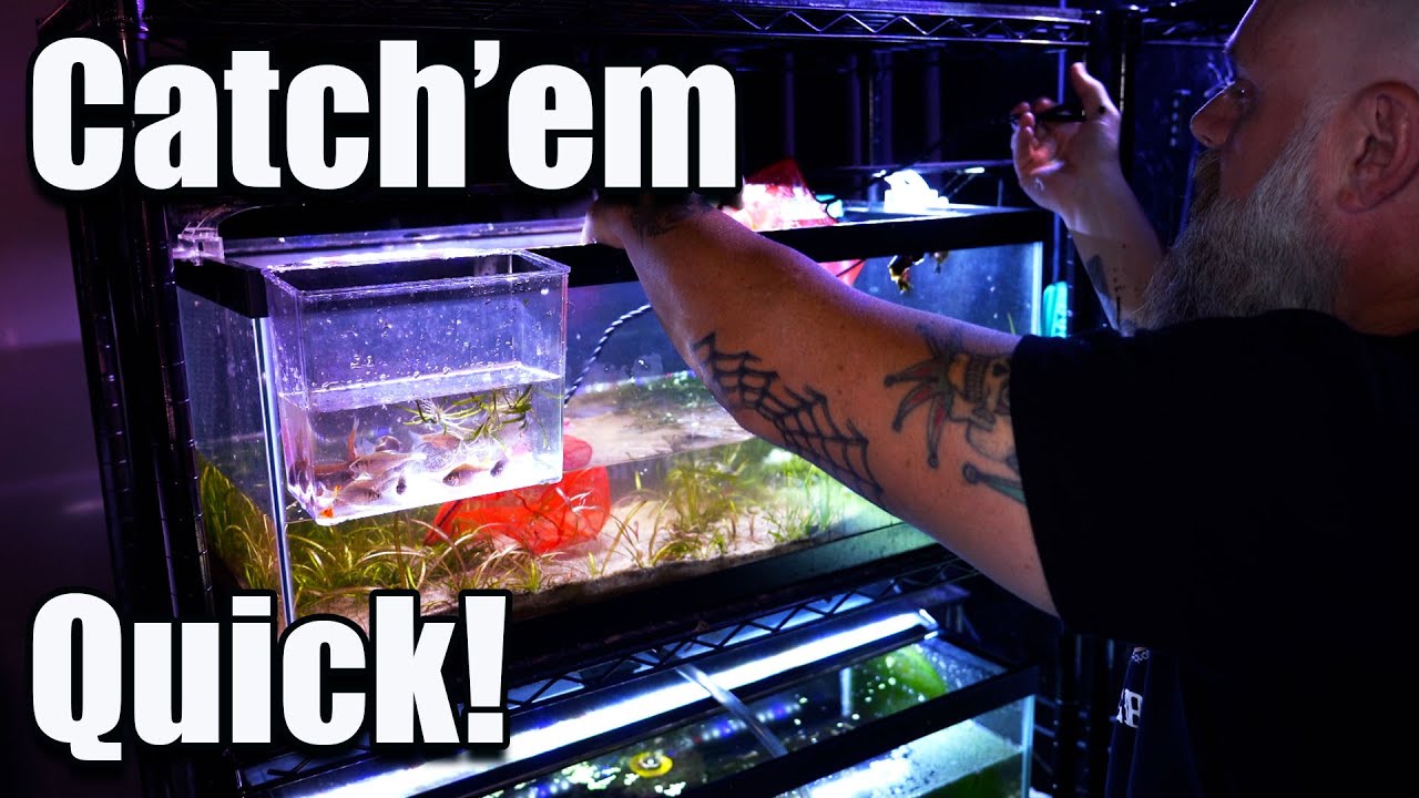 They Didn't Stand a Chance: How to Catch Aquarium Fish Like a PRO!