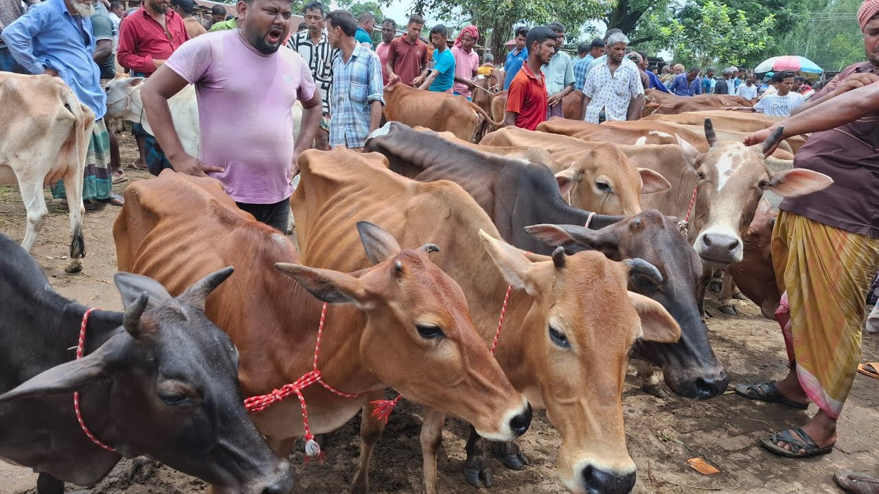 আজ ১লা মার্চ ২৬ | সবচেয়ে শুকনো হাড্ডিসার গাভী কেমন দামে কিনছেন | আমবাড়ী হাট 