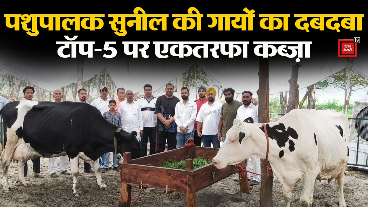 पशुपालक सुनील की गायों ने तोड़े रिकॉर्ड, 1 दिन में 75 लीटर ज्यादा दूध...टॉप-5 पर एकतरफा कब्ज़ा
