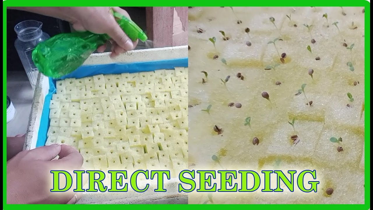PAANO IHAHANDA ANG FOAM PARA SA DIRECT SEEDING NG LETTUCE