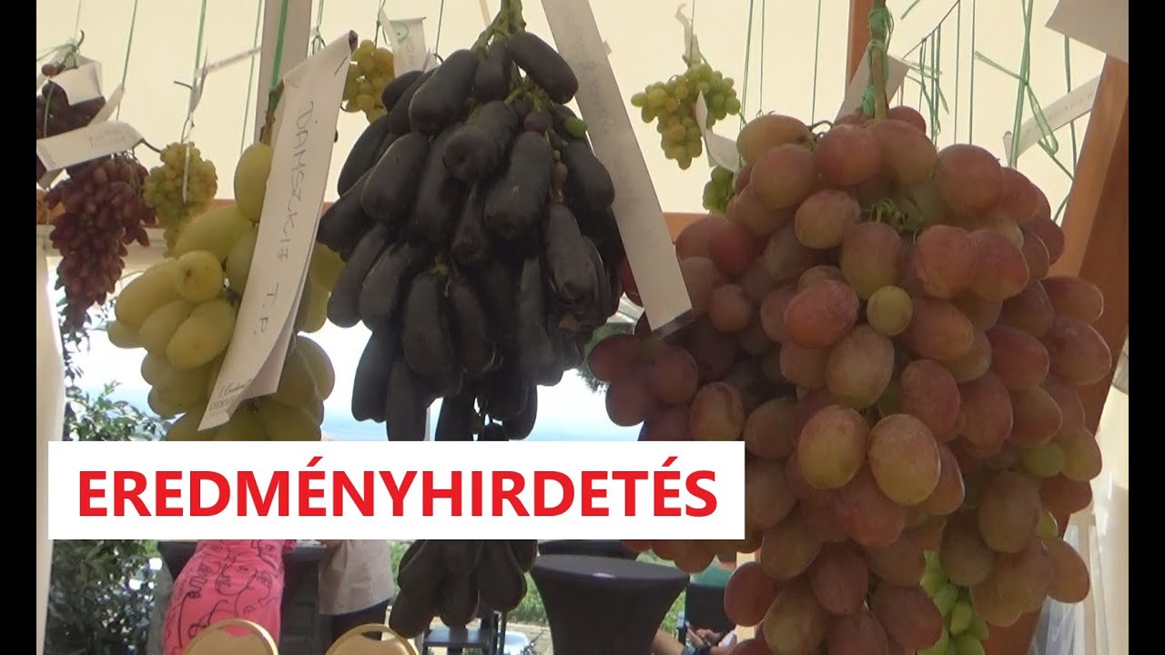 II. Országos Csemegeszőlő Kiállítás és Verseny - EREDMÉNYHIRDETÉS