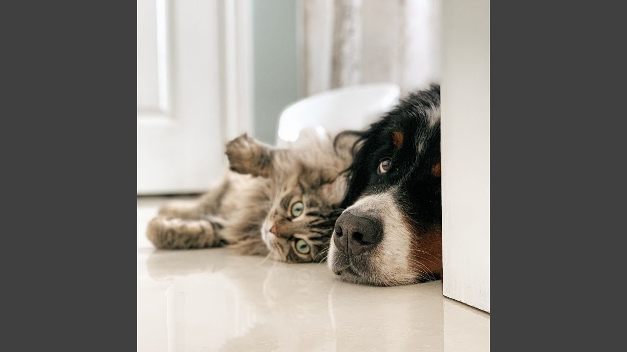 Relaxing Piano Sounds for Peaceful Paws