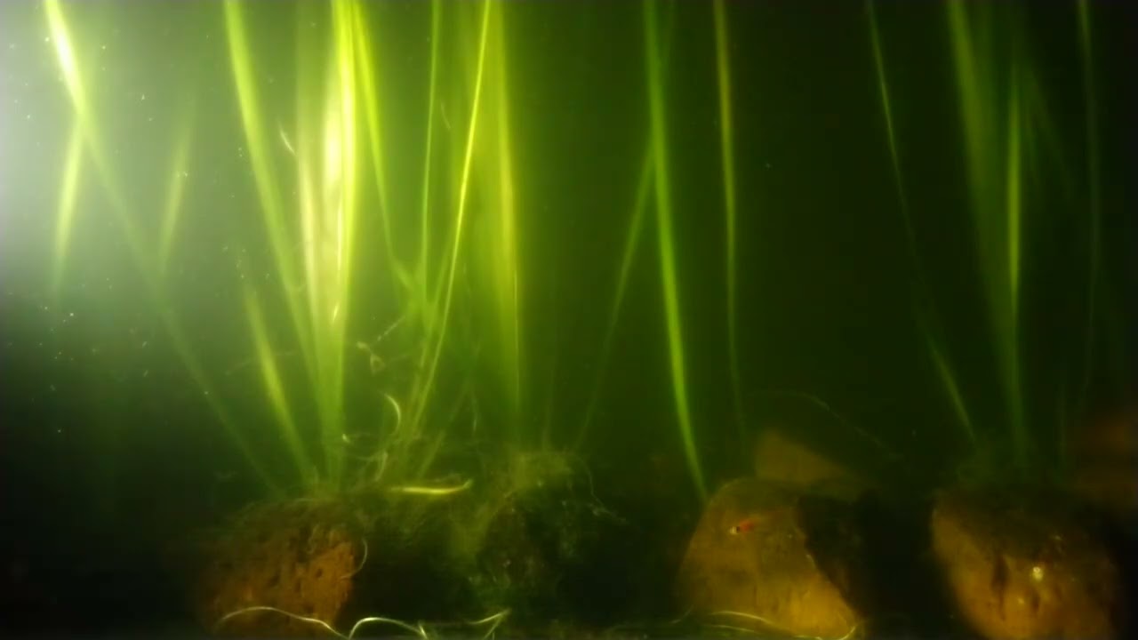 Как подготовить рыбку в зоомагазин. 🐠 🐠 🐠 
