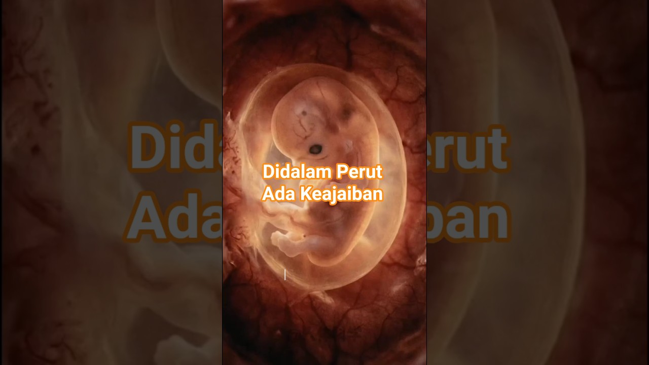 40 Minggu Keajaiban Janin 
