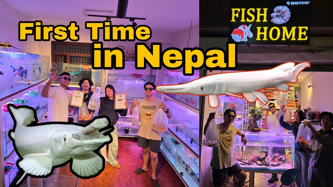 Most Exotic Fish First Time in Nepal at Fish Home 🇳🇵 #exoticfish #premiumfishinnepal #aquariumshop