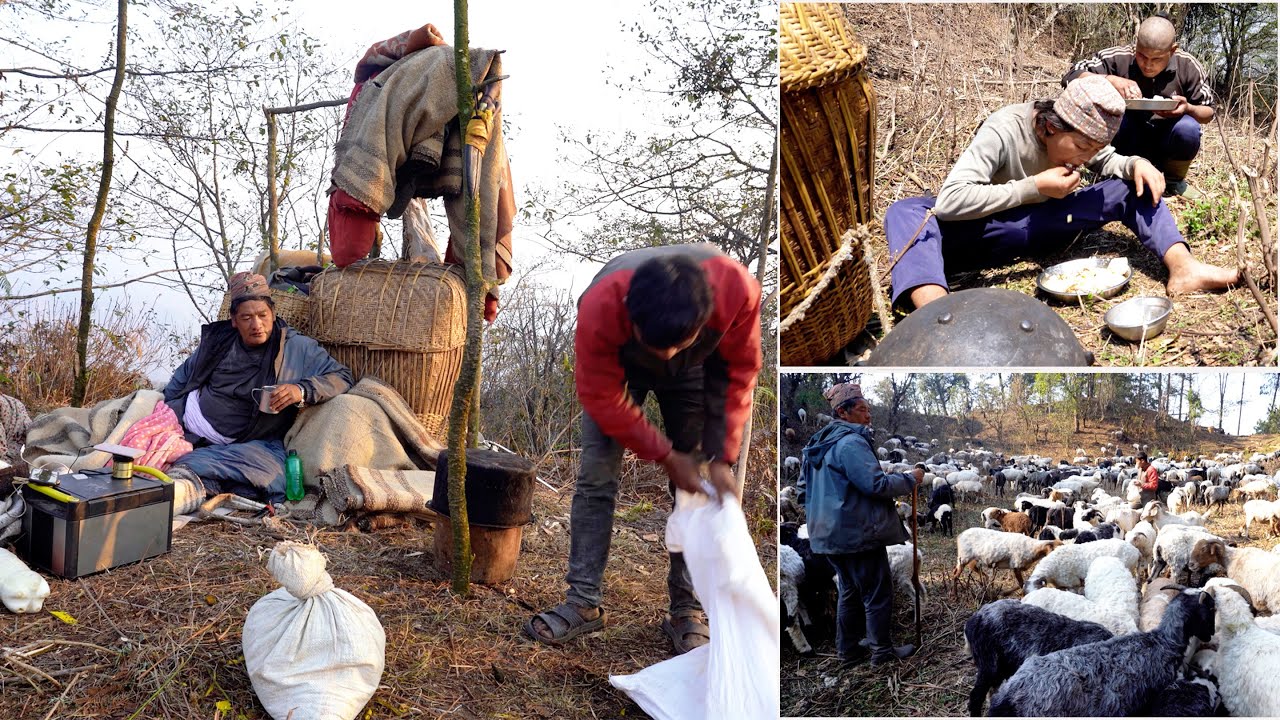 shepherd life of Nepal || Rural Nepal Quest || @ruralnepalquest