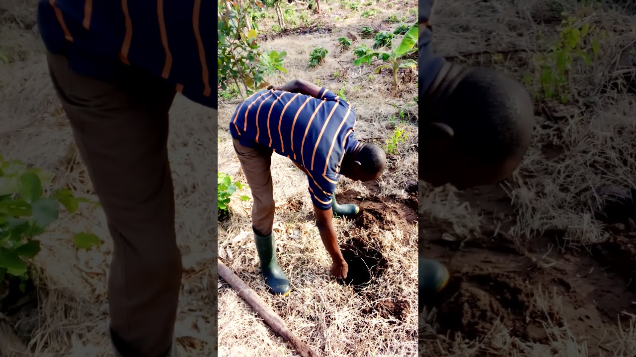 The Best Way To Plant Plantain Sucker to Prevent It From Falling when Fruiting
