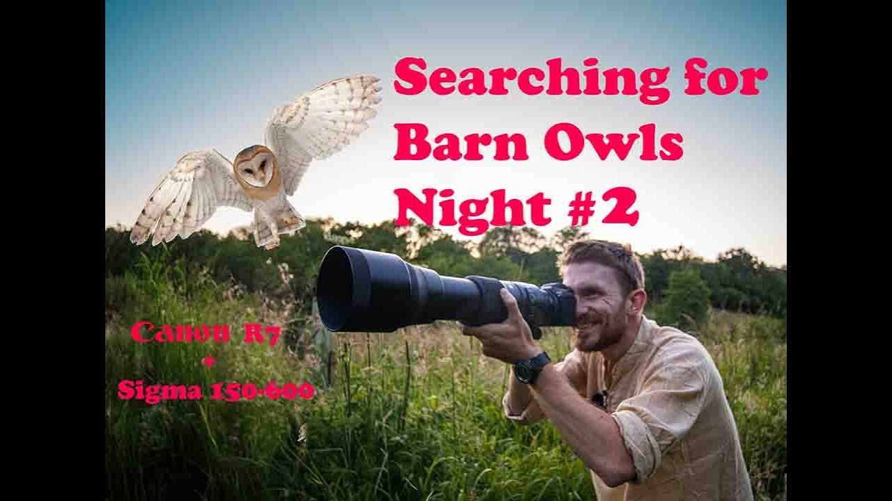 Wildlife Photography Diary- Searching for Barn Owls - Night 2 of 3 - Canon R7 + Sigma 150-600