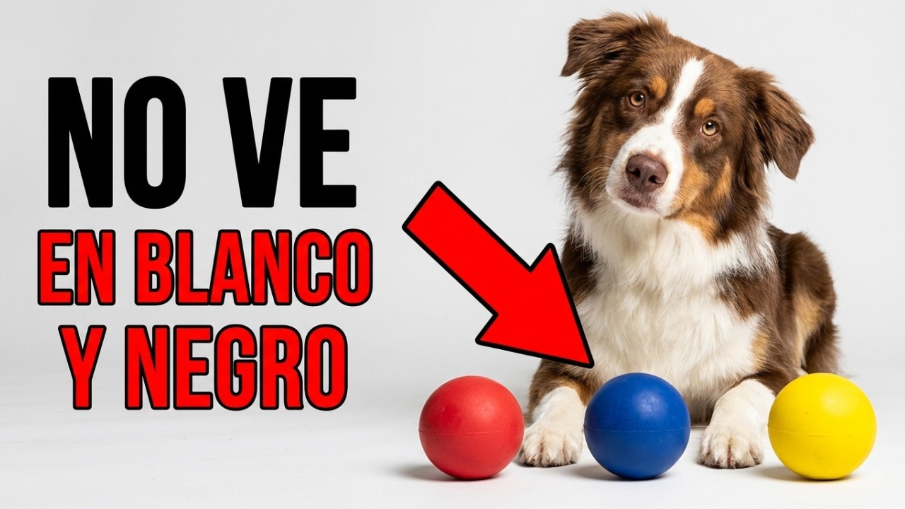 7 mitos sobre tu perro que casi todos creen (y son falsos)