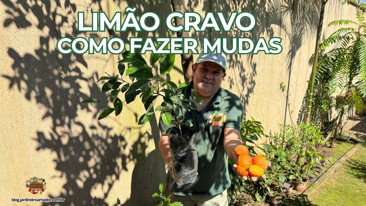 Limão Cravo | Como Plantar em Vasos Por Sementes