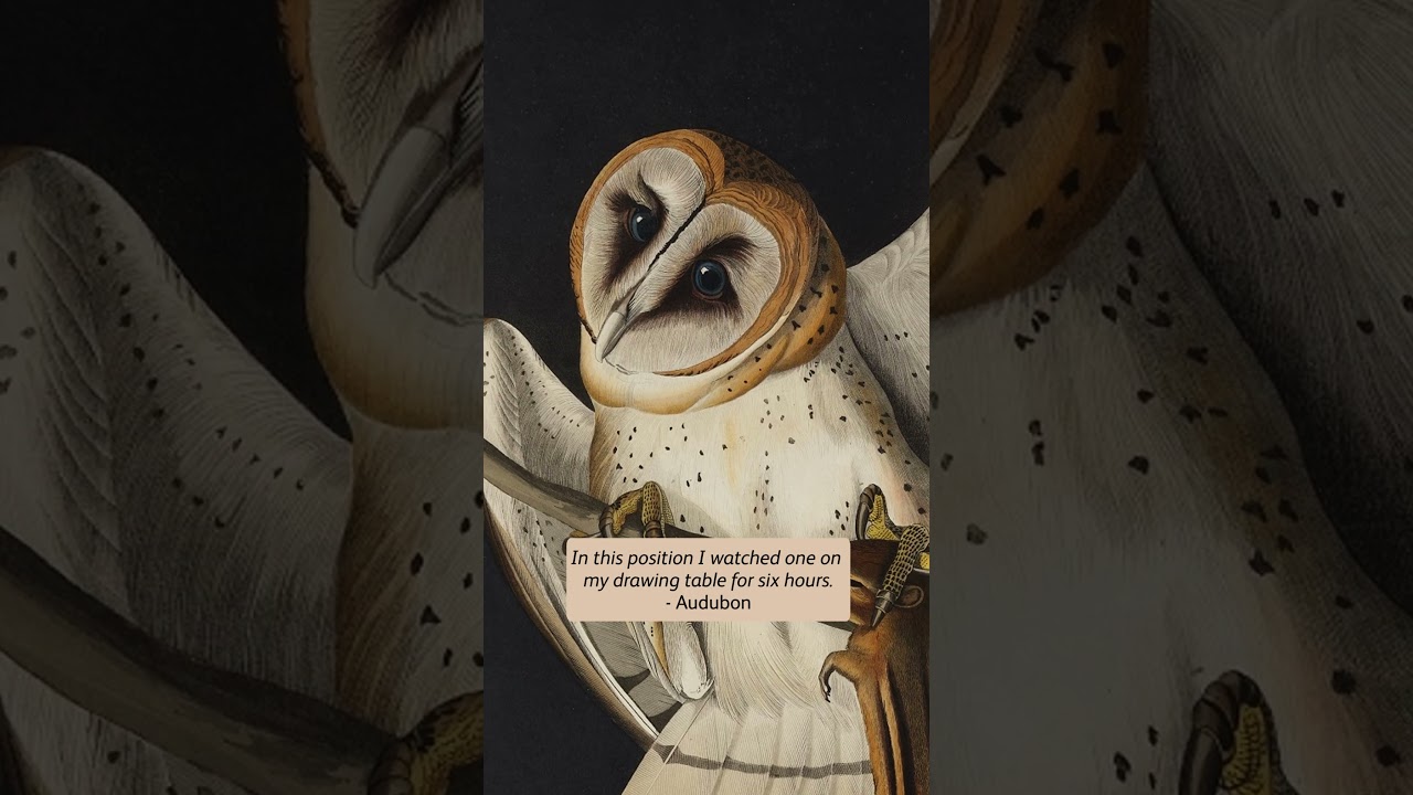 #BirdsOfAmericaExhibition #naturalhistory #birds #Audubon #illustration #MFAStPete