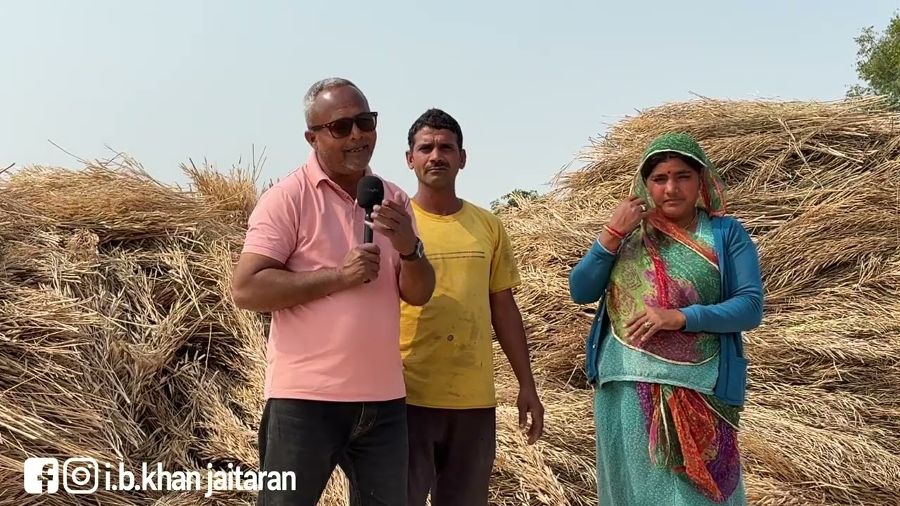 शुरू हो गई है अब सरसों की कटाई, किसानों को है बम्पर पैदावार की उम्मीद
