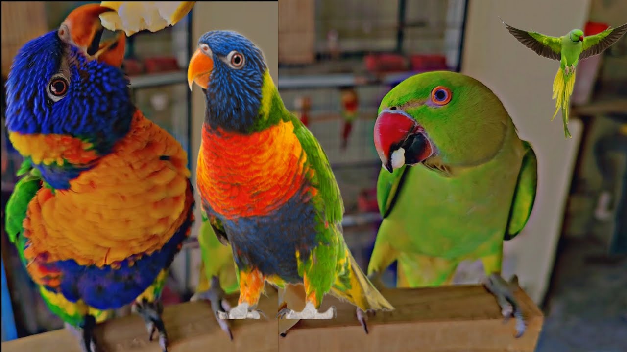Cute Ringneck &  Beautiful Lory Parrot🦜🔥 || Amazing Parrot Video|| #talkingparot 