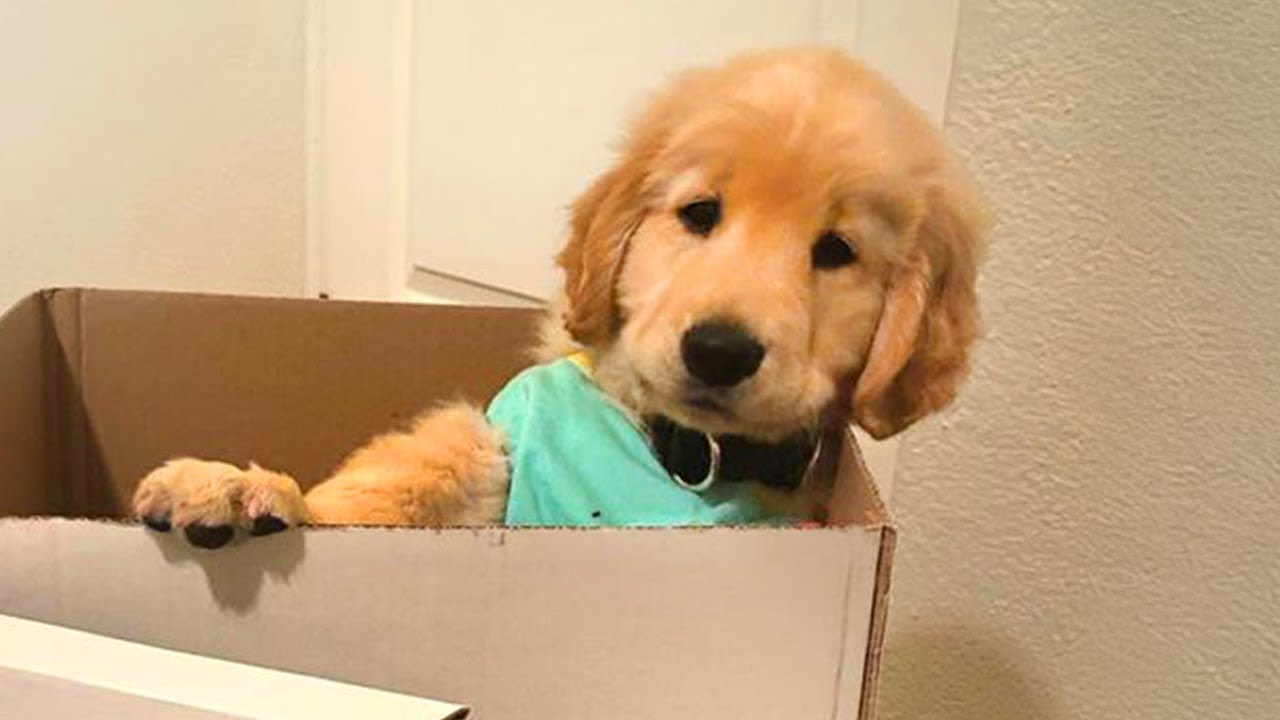 Are you ready to welcome the cutest member of family? 🐶 Puppy Surprise 2024!