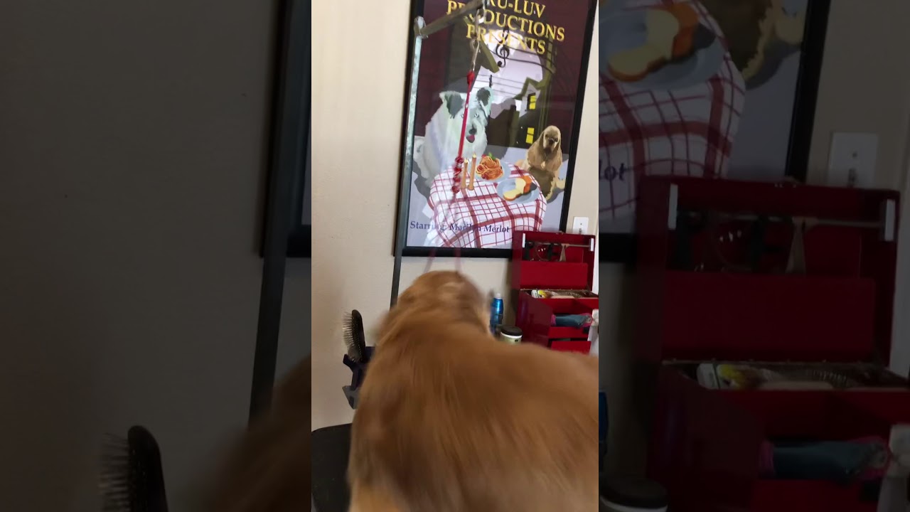 Tag - GCHB Tru-luv & Winchester’s Team Winelight