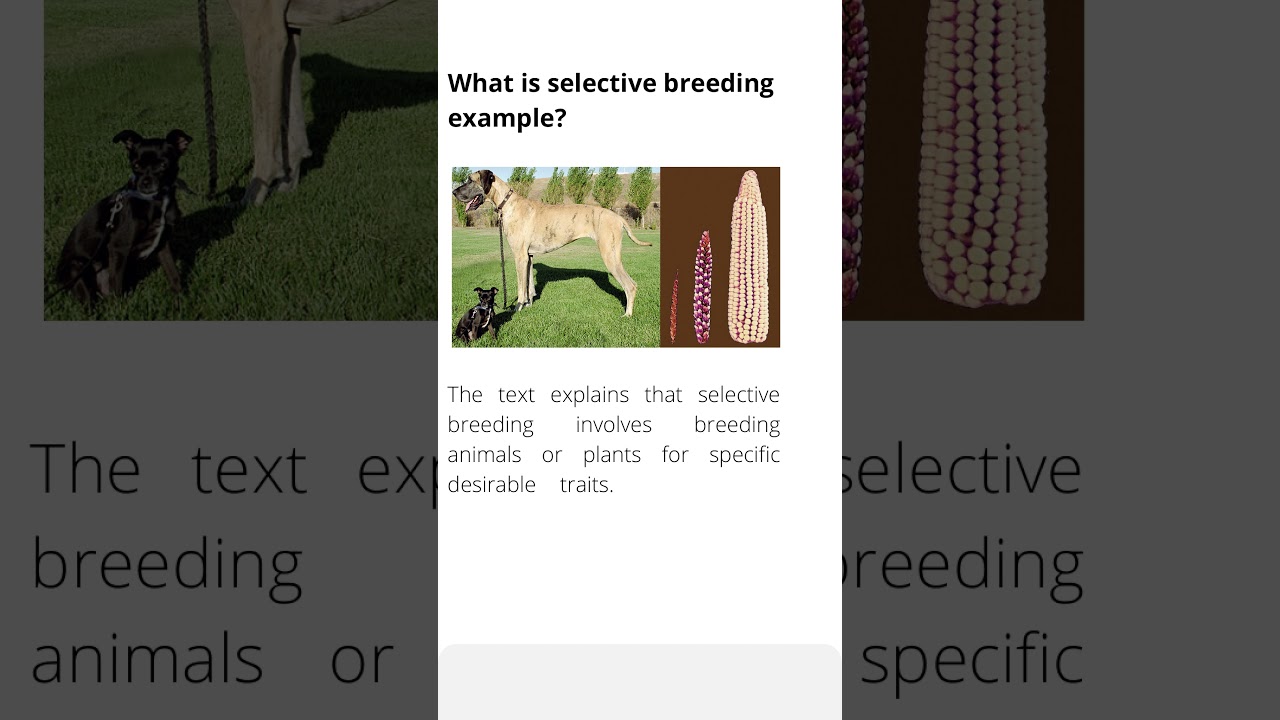 What is selective breeding example?