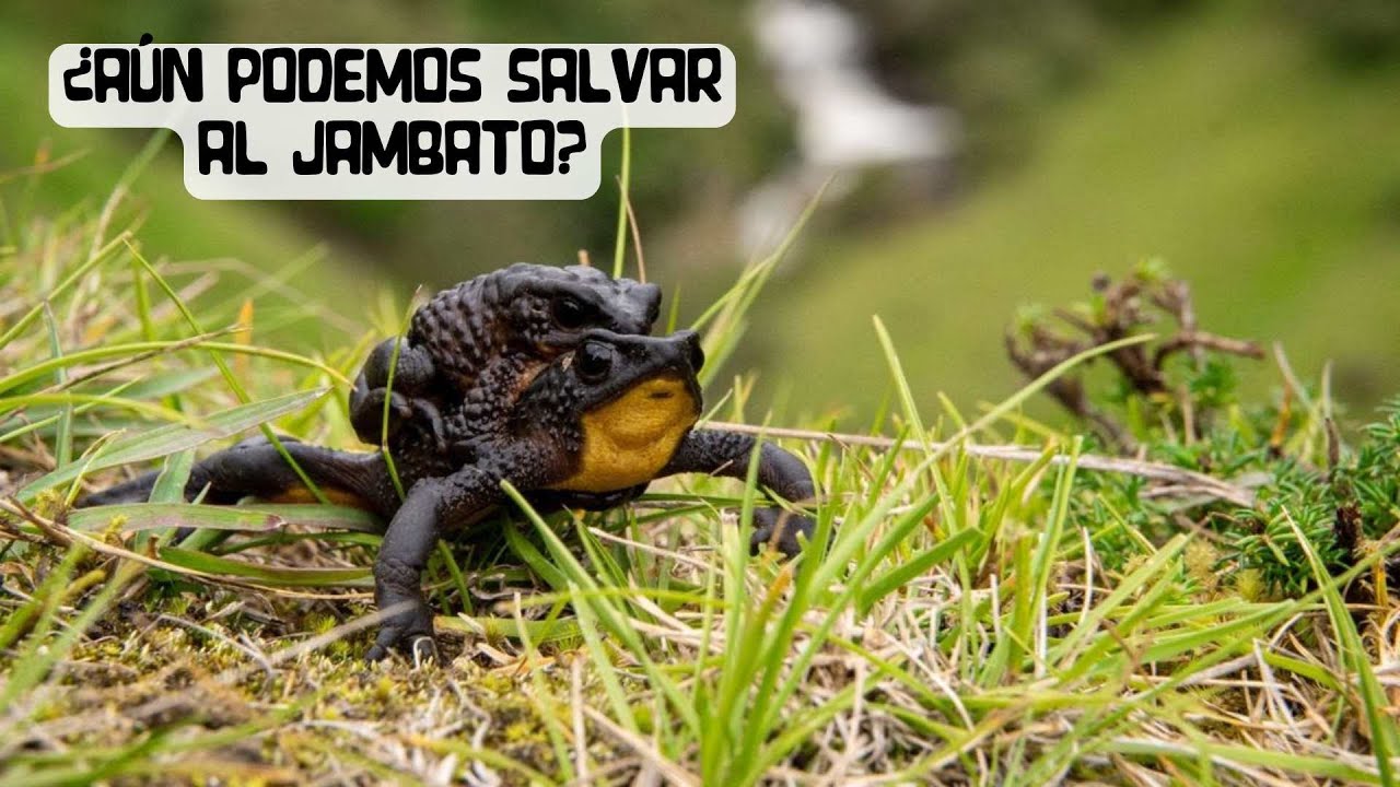 ¿Aún podemos salvar al Jambato?