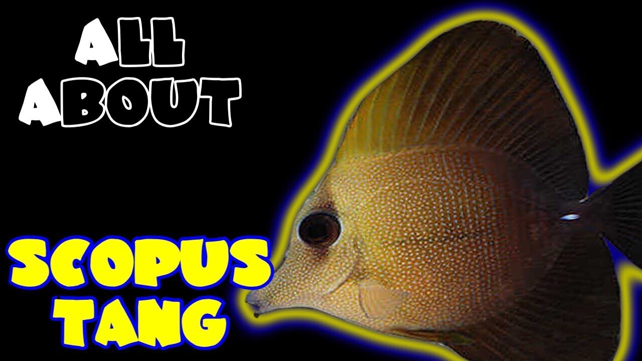 All About The Scopus Tang