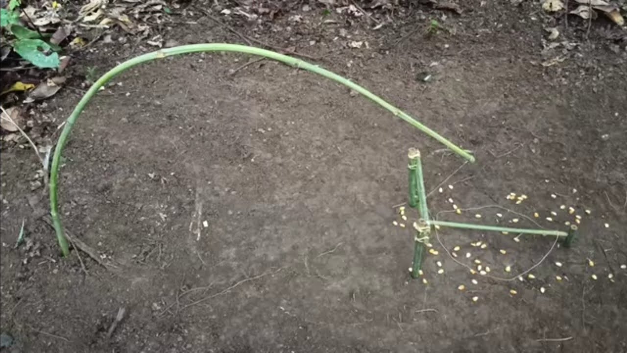 How to make a wild chicken trap with an easy method