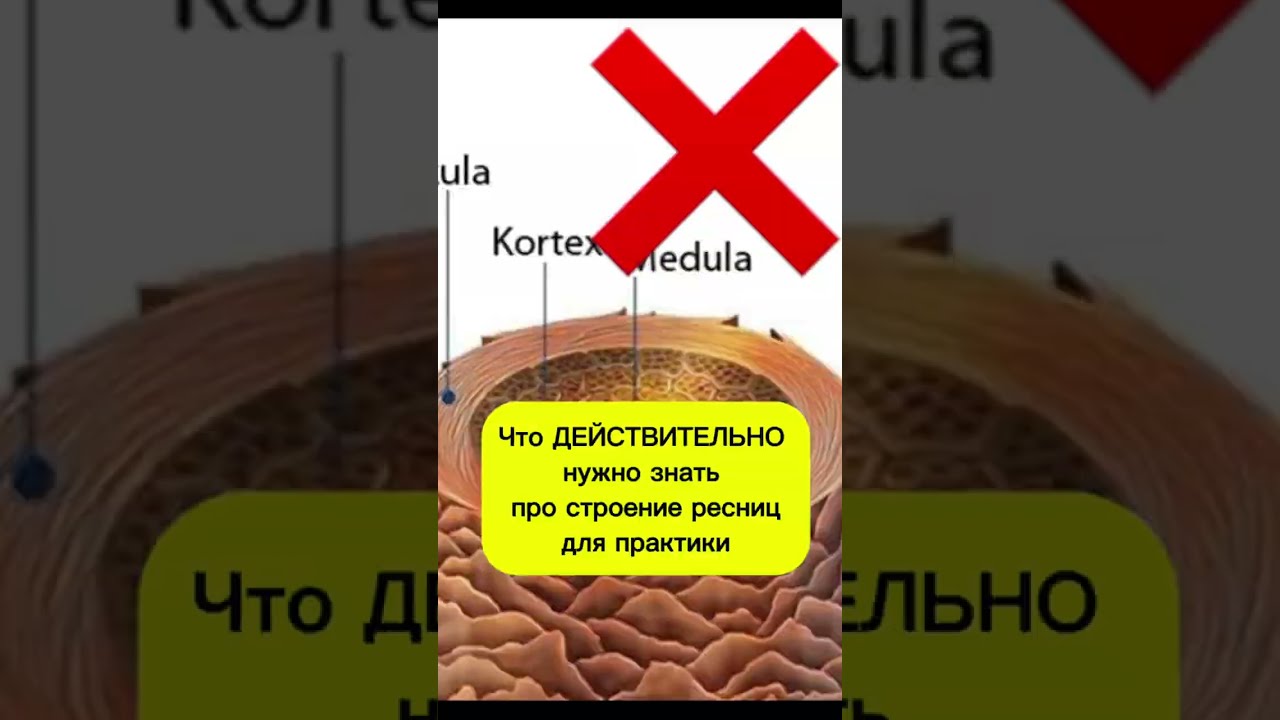 Урок 1. Базовый курс по наращиванию ресниц для начинающих лэшмейкеров. Анатомия, строение ресниц.