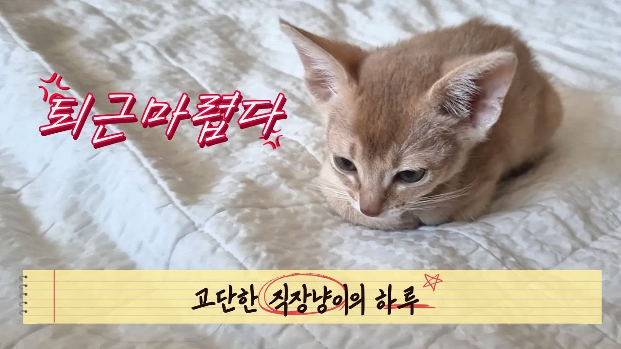 오늘도 버텼다… 직장냥 행배의 하루😼 #오늘의행배 #아비시니안 #개냥이