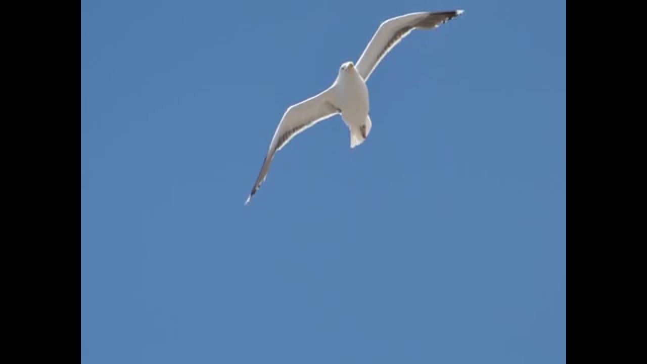 Liberté, Paul Eluard.