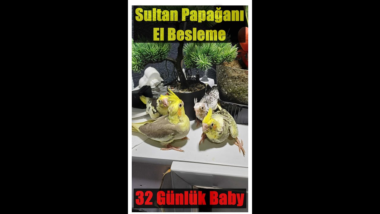 32 GÜNLÜK SULTAN PAPAĞANI AKŞAM YEMEĞİ PART 1