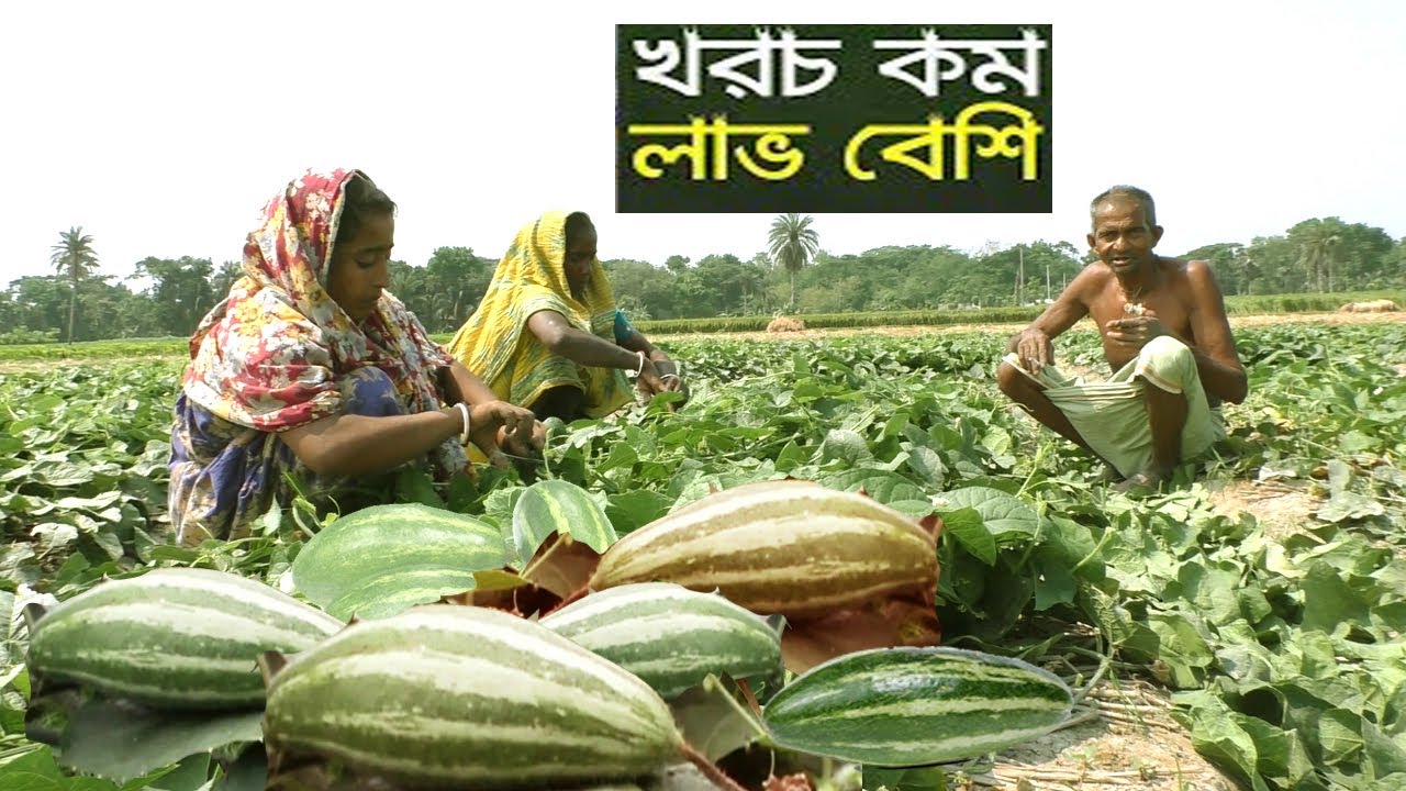 পটল চাষ করে ১৫০০০০ টাকা আয় সম্ভব ১বিঘা জমিতে - ব্যবসার আইডিয়া অল্প পুজিতে - চাষ পদ্ধতি ও আয় ব্যয়