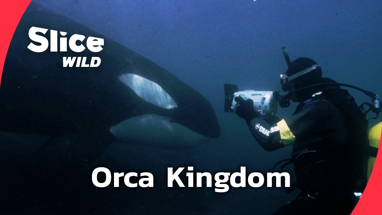 Face to Face With Orcas | FULL DOC | SLICE WILD