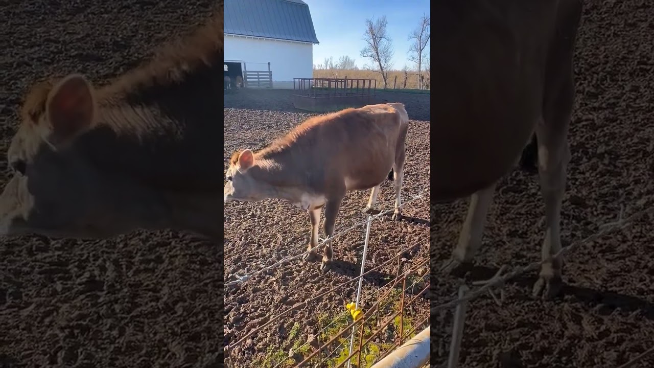 el barnero del abuelo.