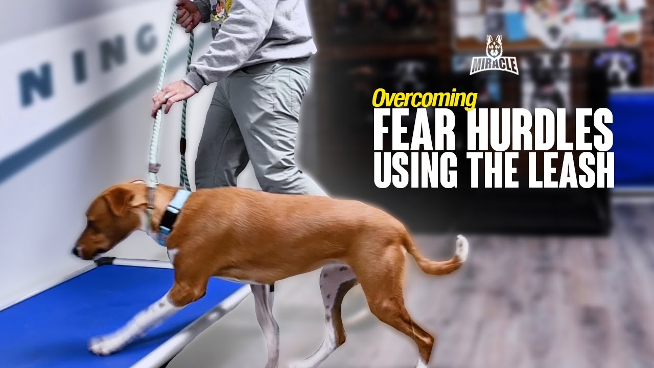 Overcoming Fear Hurdles Using The Leash